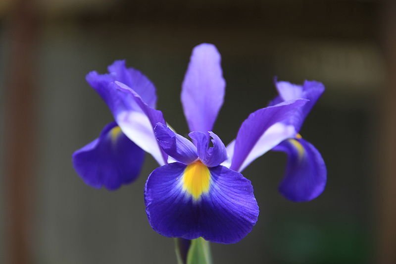 800px Purple Iris Flower