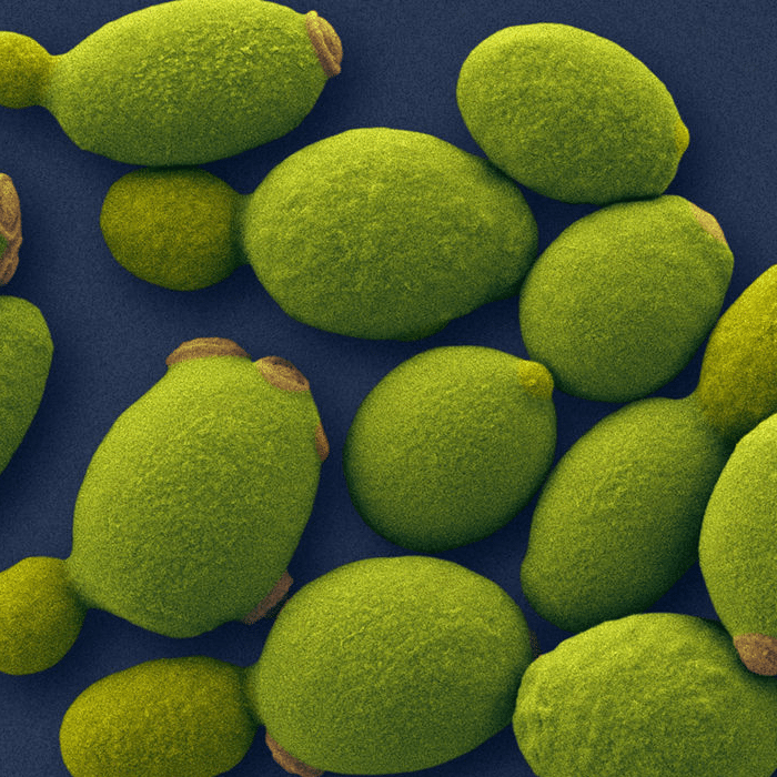 Pichia Ferment Lysate Filtrate