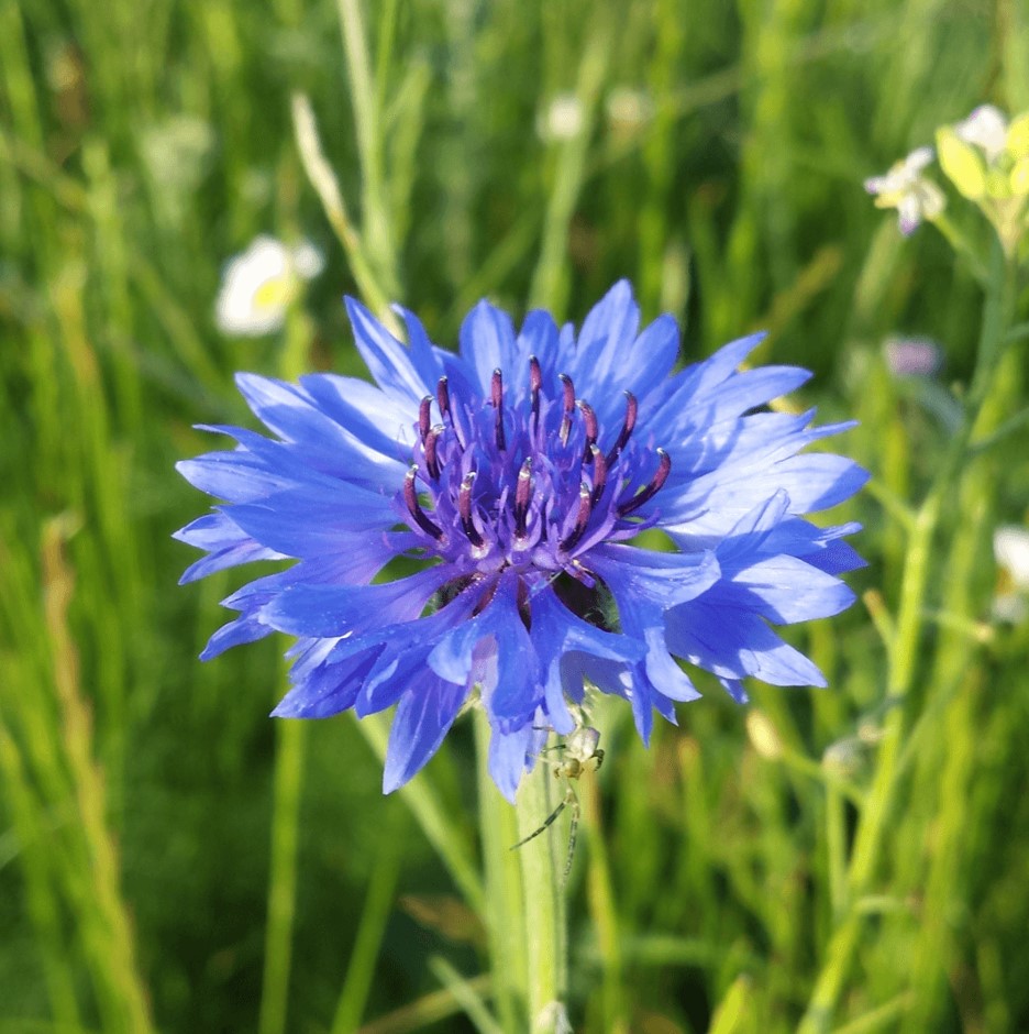 Cornflower