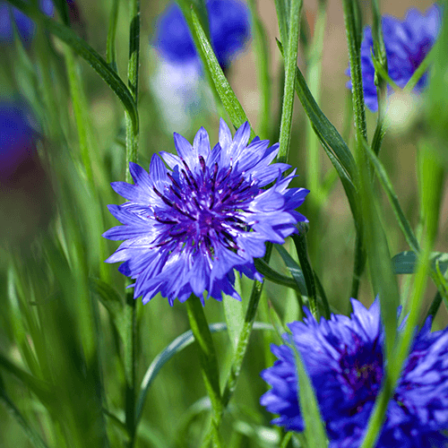 Fiordaliso