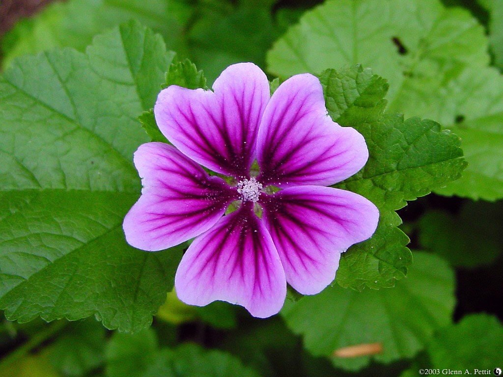Fiore Di Malva
