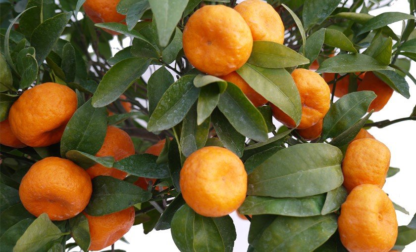 Mandarino Satsuma 1